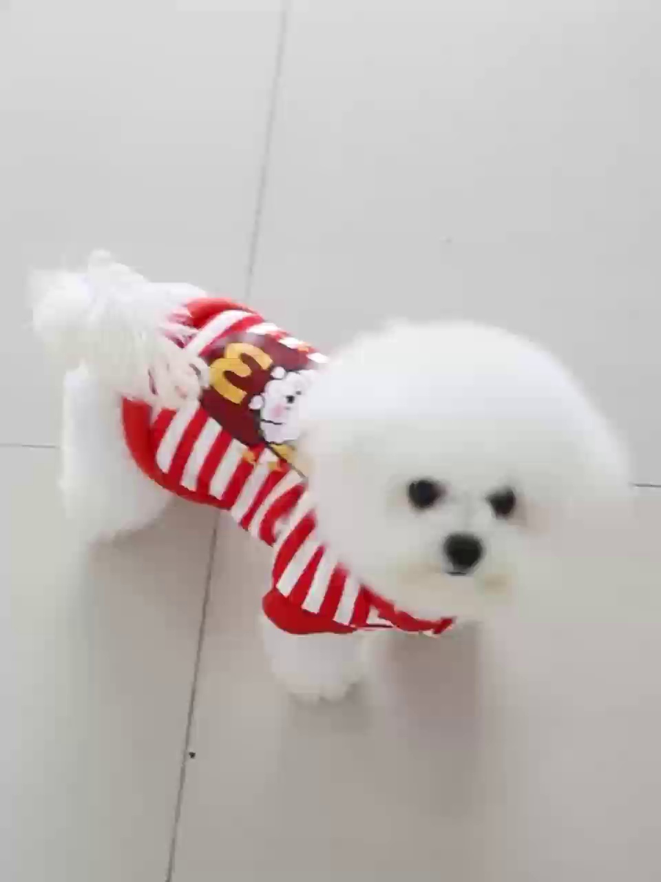 寵物服裝工廠(chǎng)代加工的秘密 從零售視角看產(chǎn)業(yè)鏈的隱形環(huán)節(jié)